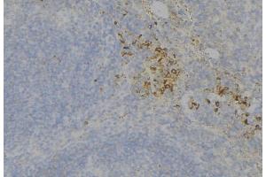 ABIN6277714 at 1/100 staining Human lymph node tissue by IHC-P. (TEK 抗体  (C-Term))