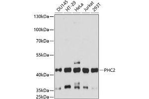 Western blot analysis of extracts of various cell lines, using PHC2 antibody (ABIN7269454) at 1:3000 dilution. (PHC2 抗体  (AA 250-323))