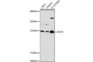 Western blot analysis of extracts of various cell lines, using FGF9 antibody (ABIN6130388, ABIN6140606, ABIN6140607 and ABIN6221994) at 1:1000 dilution. (FGF9 抗体  (AA 1-208))