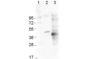 Western Blotting (WB) image for anti-His Tag antibody (Cy5) (ABIN6720722)