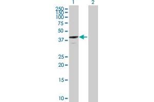 Western Blot analysis of ANXA13 expression in transfected 293T cell line by ANXA13 MaxPab polyclonal antibody. (Annexin A13 抗体  (AA 1-357))