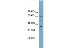 WB Suggested Anti-WDR33 Antibody Titration:  0. (WDR33 抗体  (N-Term))