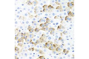 Immunohistochemistry of paraffin-embedded rat liver using F3 Antibody (ABIN5970642) at dilution of 1/100 (40x lens).