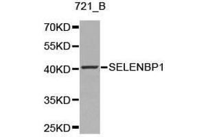 Western Blotting (WB) image for anti-Selenium Binding Protein 1 (SELENBP1) antibody (ABIN1874719) (SELENBP1 抗体)