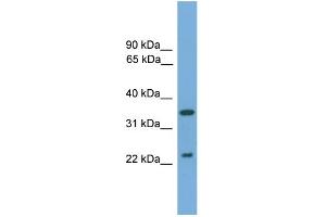 WB Suggested Anti-WIF1 Antibody Titration: 0. (WIF1 抗体  (N-Term))