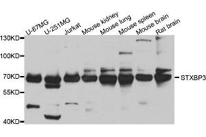 Western blot analysis of extract of various cells, using STXBP3 antibody. (STXBP3 抗体)