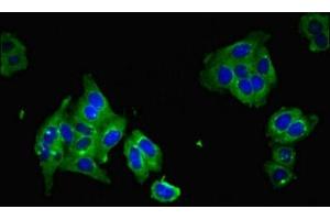 Immunofluorescent analysis of HepG2 cells using ABIN7159336 at dilution of 1: 100 and Alexa Fluor 488-congugated AffiniPure Goat Anti-Rabbit IgG(H+L)