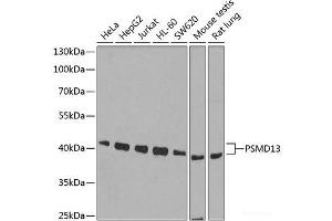 Western blot analysis of extracts of various cell lines using PSMD13 Polyclonal Antibody at dilution of 1:1000. (PSMD13 抗体)