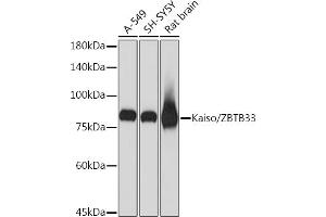 Western blot analysis of extracts of various cell lines, using Kaiso/ZBTB33 Rabbit mAb (ABIN7271437) at 1:1000 dilution. (ZBTB33 抗体)