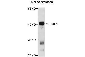 Western blot analysis of extracts of mouse stomach, using FOXF1 antibody (ABIN6290395) at 1:3000 dilution. (FOXF1 抗体)