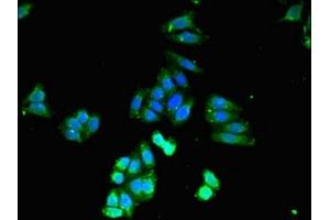 Immunofluorescent analysis of HepG2 cells using ABIN7146946 at dilution of 1:100 and Alexa Fluor 488-congugated AffiniPure Goat Anti-Rabbit IgG(H+L) (Caspase 4 抗体  (AA 82-226))