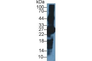 Western Blot; Sample: Mouse Eye lysate; ;Primary Ab: 1µg/ml Rabbit Anti-Mouse CRYbA1 Antibody;Second Ab: 0. (CRYBA1 抗体  (AA 1-215))