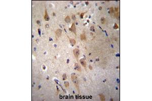 GRIP2 Antibody (Center) (ABIN656904 and ABIN2846101) immunohistochemistry analysis in formalin fixed and paraffin embedded human brain tissue followed by peroxidase conjugation of the secondary antibody and DAB staining. (GRIP2 抗体  (AA 620-649))