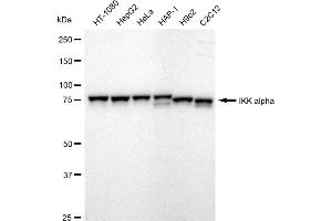 Western blotting analysis using IKK α antibody (ABIN7798146). (Recombinant IKK alpha 抗体)