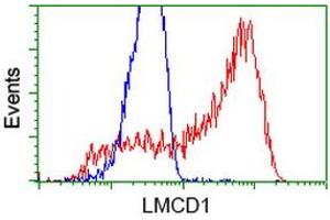 HEK293T cells transfected with either RC200062 overexpress plasmid (Red) or empty vector control plasmid (Blue) were immunostained by anti-LMCD1 antibody (ABIN2454492), and then analyzed by flow cytometry. (LMCD1 抗体)