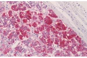 anti-Follicle Stimulating Hormone, beta Polypeptide (FSHB) (AA 36-64), (Internal Region) antibody