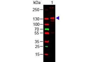 Western Blot of COLLAGEN III Lane 1: Human Collagen III Load: 100 ng per lane Primary antibody: Collagen III Antibody at 1:1000 o/n at 4°C Secondary antibody: 649 Goat anti-rabbit at 1:20,000 for 30 min at RT Block: ABIN925618 for 30 min at RT Predicted/Observed size: 138 kDa, 138 kDa (COL3 蛋白)