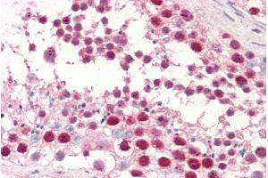 ABIN5539501 (5µg/ml) staining of paraffin embedded Human Testis. (Deoxyuridine Triphosphatase (DUT) (Internal Region) 抗体)