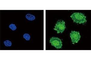 Confocal immunofluorescent analysis of SOCS1 antibody with 293 cells followed by Alexa Fluor 488-conjugated goat anti-rabbit lgG (green). (SOCS1 抗体  (AA 35-66))