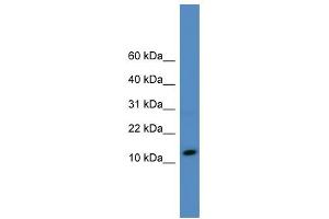 WB Suggested Anti-SLPI Antibody Titration: 0. (SLPI 抗体  (N-Term))