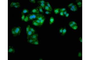 Immunofluorescence staining of HepG2 cells with ABIN7144427 at 1:333, counter-stained with DAPI. (APOE 抗体  (AA 21-110))