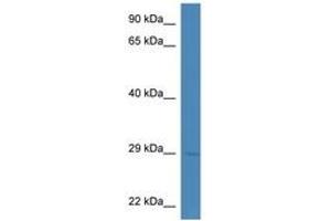 Image no. 1 for anti-Chymotrypsin-Like Elastase Family, Member 1 (CELA1) (AA 80-129) antibody (ABIN6746336) (CELA1 抗体  (AA 80-129))