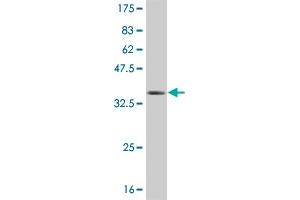 Western Blot detection against Immunogen (36. (TEK 抗体  (AA 701-800))