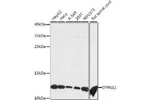 Western blot analysis of extracts of various cell lines using DYNLL1 Polyclonal Antibody at dilution of 1:500. (DYNLL1 抗体)