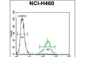 C Antibody (N-term) (ABIN655105 and ABIN2844737) flow cytometric analysis of NCI- cells (right histogram) compared to a negative control cell (left histogram). (C12ORF29 抗体  (N-Term))