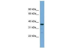 HAPLN2 antibody used at 0. (HAPLN2 抗体  (Middle Region))