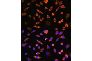 Immunofluorescence (IF) image for anti-Phosphatidylethanolamine-Binding Protein 4 (PEBP4) antibody (ABIN7269280)