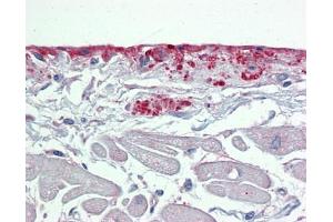 Immunohistochemistry with Small intestine tissue at an antibody concentration of 5µg/ml using anti-POSTN antibody (ARP41570_P050) (Periostin 抗体  (N-Term))