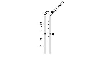 All lanes : Anti-CCR1 Antibody (N-term) at 1:2000 dilution Lane 1:  whole cell lysates Lane 2: human skeletal muscle lysates Lysates/proteins at 20 μg per lane. (CCR1 抗体  (N-Term))