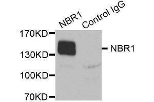 Immunoprecipitation (IP) image for anti-Neighbor of BRCA1 Gene 1 (NBR1) antibody (ABIN3018330) (NBR1 抗体)