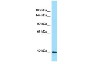 WB Suggested Anti-DRP2 Antibody Titration: 1. (DRP2 抗体  (Middle Region))