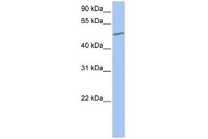 UGT2A3 antibody used at 1 ug/ml to detect target protein. (UGT2A3 抗体  (N-Term))