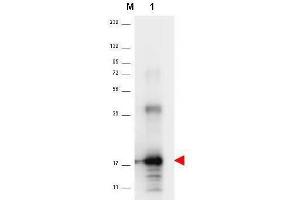 Western blot using  anti-Human IL-33 antibody shows detection of a band ~18 kDa in size corresponding to recom-binant human IL-33 (lane 1). (IL-33 抗体)