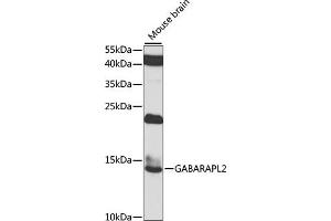 Western blot analysis of extracts of mouse brain, using G antibody (ABIN6129967, ABIN6140880, ABIN6140881 and ABIN6223736) at 1:1000 dilution. (GABARAPL2 抗体  (AA 1-117))