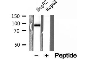 Western blot analysis of extracts of HepG2 cells, using ELAC2 antibody. (ELAC2 抗体  (N-Term))