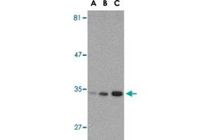 Western blot analysis of ATG10 in SK-N-SH cell lysate with ATG10 polyclonal antibody  at (A) 0. (ATG10 抗体  (C-Term))