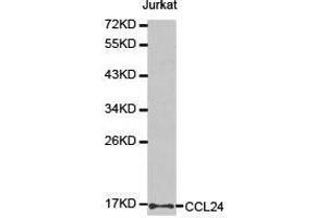 Western Blotting (WB) image for anti-Chemokine (C-C Motif) Ligand 24 (CCL24) antibody (ABIN1871517) (CCL24 抗体)