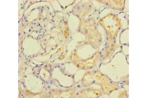 Immunohistochemistry of paraffin-embedded human kidney tissue using ABIN7166648 at dilution of 1:100 (ACOT6 抗体  (AA 1-207))
