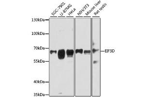 Western blot analysis of extracts of various cell lines, using EIF3D antibody (ABIN1876976) at 1:3000 dilution. (EIF3D 抗体)