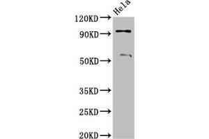 Western Blot Positive WB detected in: Hela whole cell lysate All lanes: ADAM23 antibody at 3.