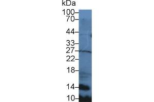Detection of SLC in Mouse Spleen lysate using Polyclonal Antibody to Secondary Lymphoid Tissue Chemokine (SLC) (CCL21 抗体  (AA 5-130))