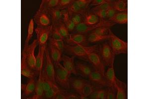 IF analysis of SAGE1 using anti-SAGE1 antibody (ABIN7602679) and anti-Beta Tubulin antibody (ABIN7602743). (SAGE1 抗体  (AA 94-633))