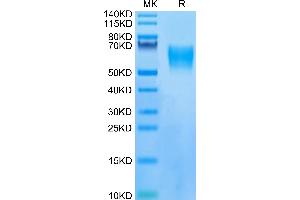 Human LILRB1/CD85j/ILT2 on Tris-Bis PAGE under reduced condition.