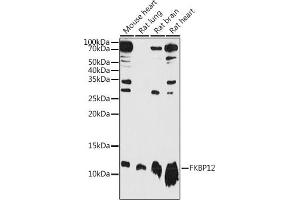 Western blot analysis of extracts of various cell lines, using FKBP12 antibody (ABIN3022503, ABIN3022504, ABIN3022505 and ABIN6218864) at 1:1000 dilution. (FKBP1A 抗体  (AA 1-108))
