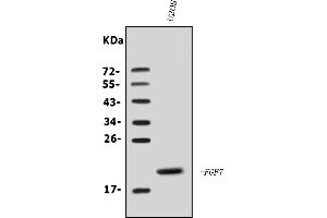 Western blot analysis of KGF/FGF7 using anti-KGF/FGF7 antibody (ABIN7601991).