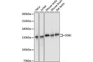Western blot analysis of extracts of various cell lines using DDB1 Polyclonal Antibody at dilution of 1:3000. (DDB1 抗体)